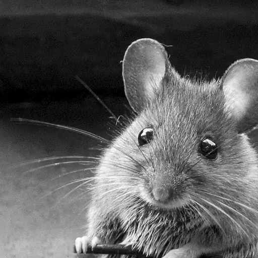illustration: mouse